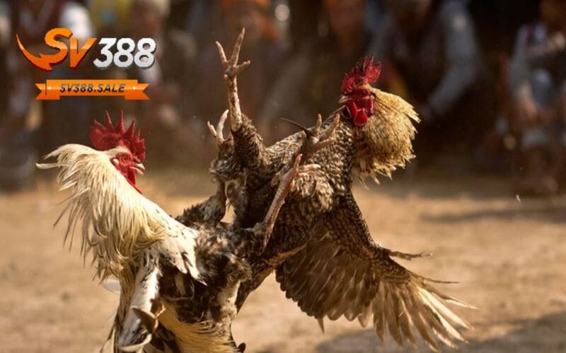 Những loại hình đá gà trực tiếp hôm nay SV388 SALE cung cấp